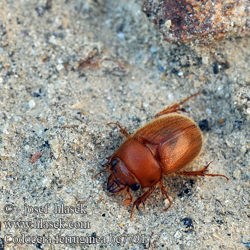 Codocera ferruginea