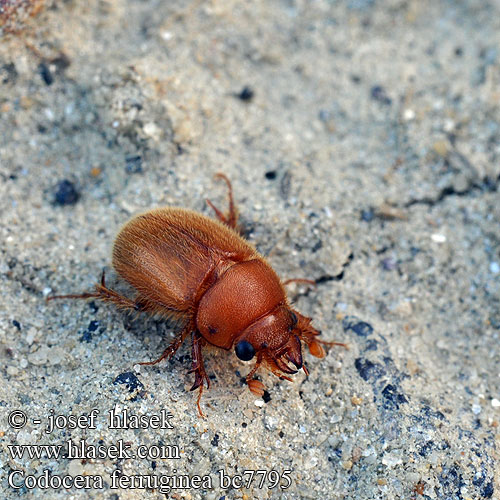 Codocera ferruginea