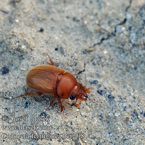 Codocera ferruginea