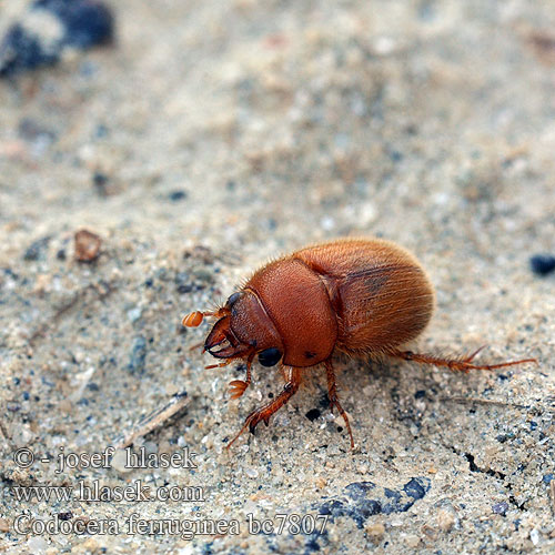 Codocera ferruginea