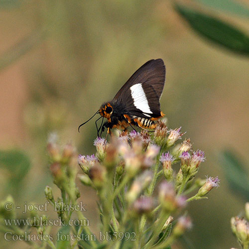 Coeliades forestan Striped Policeman butterfly