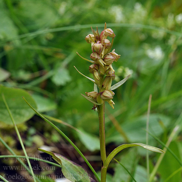 Coeloglossum viride Vemeníček zelený Grüne Hohlzunge