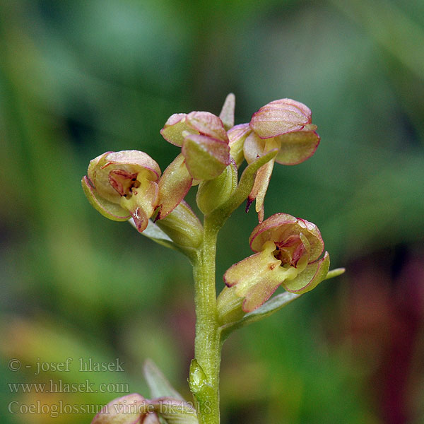 Frog Orchid Ozorka zielona Orchis grenouille Poselæbe