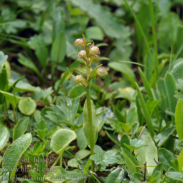 Groene nachtorchis Grønnkurle Пололепестник 綠花凹舌蘭