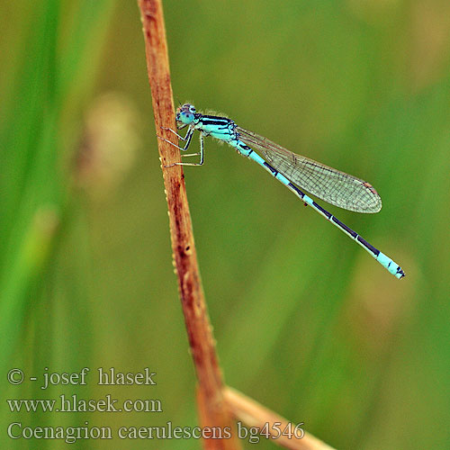 Coenagrion caerulescens bg4546