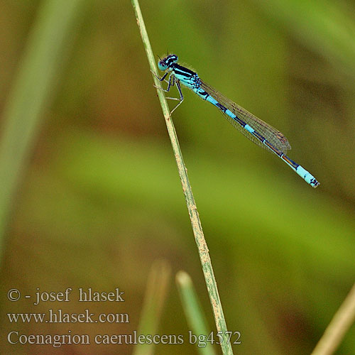 Coenagrion caerulescens bg4572