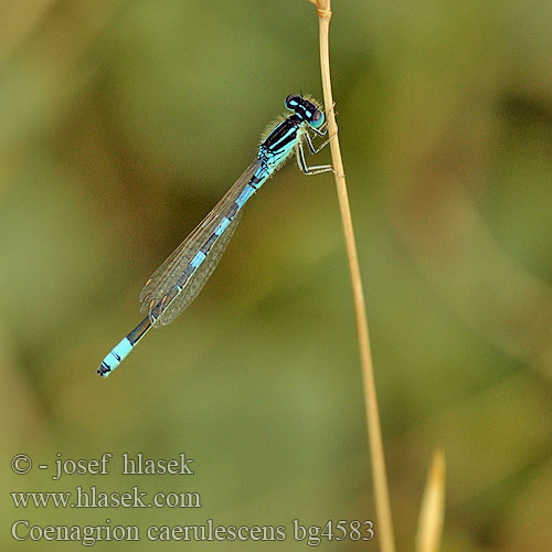 Coenagrion caerulescens bg4583