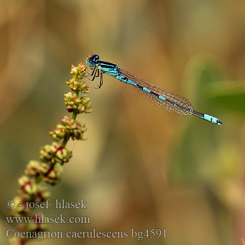 Coenagrion caerulescens bg4591