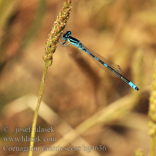 Coenagrion caerulescens bg4636