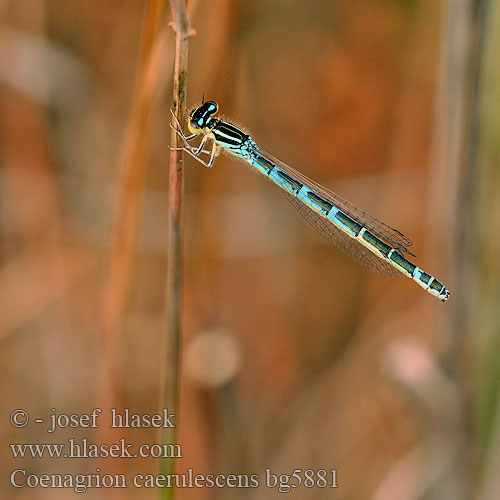 Coenagrion caerulescens bg5881