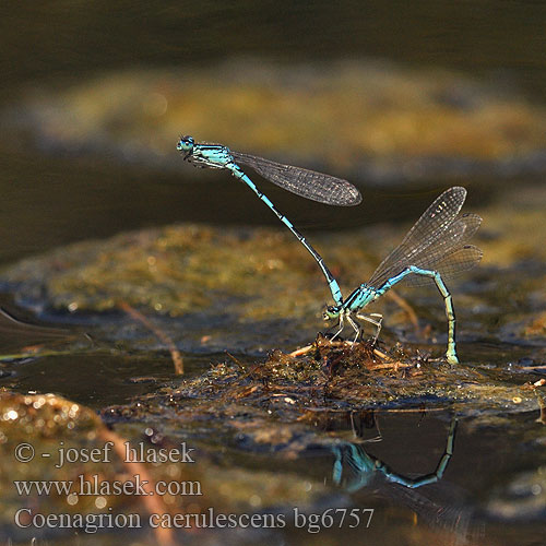 Coenagrion caerulescens bg6757