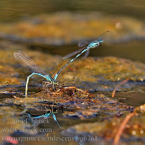 Coenagrion caerulescens Mediterranean Bluet Southern Blue Damselfly Südliche Azurjungfer Zuidelijke waterjuffer Agrion bleuissant bleuâtre Стрелка лазурная