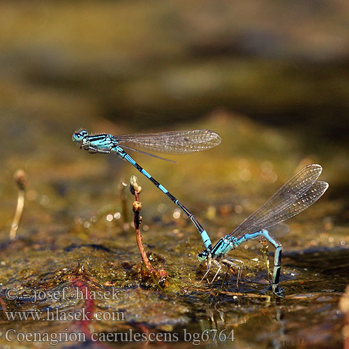 Coenagrion caerulescens Mediterranean Bluet Southern Blue Damselfly Südliche Azurjungfer Zuidelijke waterjuffer Agrion bleuissant bleuâtre Стрелка лазурная