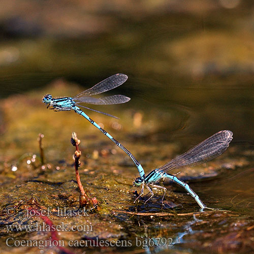 Coenagrion caerulescens Mediterranean Bluet Southern Blue Damselfly Südliche Azurjungfer Zuidelijke waterjuffer Agrion bleuissant bleuâtre Стрелка лазурная