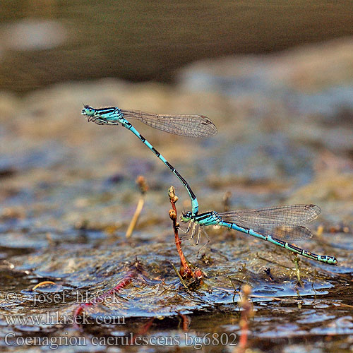 Coenagrion caerulescens bg6802