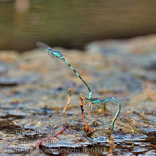 Coenagrion caerulescens Mediterranean Bluet Southern Blue Damselfly Südliche Azurjungfer Zuidelijke waterjuffer Agrion bleuissant bleuâtre Стрелка лазурная