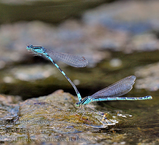 Coenagrion caerulescens bg6828