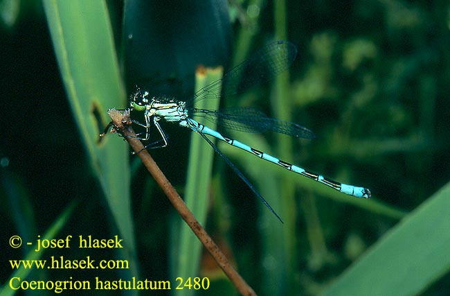 Coenagrion hastulatum Northern damselfly Spearhead Bluet Spyd Vandnymfe Keihästytönkorento Agrion hasté Speerwaterjuffer Agrion astato Speer-Azurjungfer Łątka stawowa Šidélko kopovité T-flickslända Vanlig blåvannymfe Стрелка весенняя Стрілка весняна Lándzsás légivadász Barjanski škratec