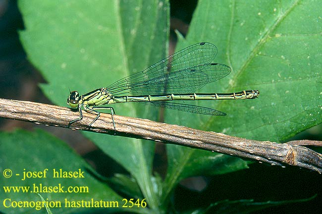 Coenagrion hastulatum Agrion hasté Speerwaterjuffer Agrion astato Speer-Azurjungfer Łątka stawowa Šidélko kopovité T-flickslända Vanlig blåvannymfe Стрелка весенняя Стрілка весняна Lándzsás légivadász Barjanski škratec Northern damselfly Spearhead Bluet Spyd Vandnymfe Keihästytönkorento