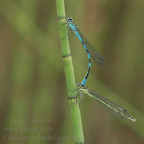 Coenagrion hastulatum Northern damselfly Spearhead Bluet Spyd Vandnymfe Keihästytönkorento Agrion hasté Speerwaterjuffer Agrion astato Speer-Azurjungfer Łątka stawowa šidélko kopovité T-flickslända Barjanski sskratec Vanlig blåvannymfe Стрелка весенняя Стрілка весняна