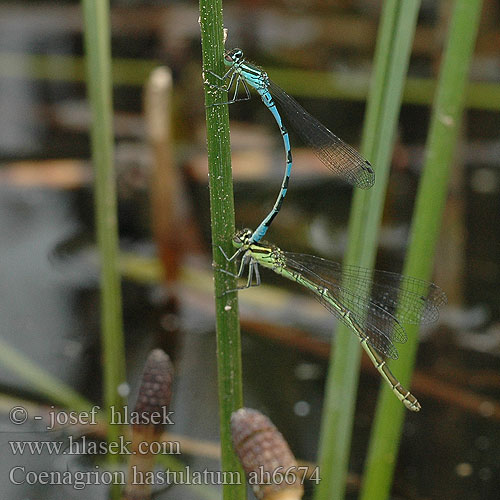 Coenagrion hastulatum Spyd Vandnymfe Keihästytönkorento Agrion hasté Speerwaterjuffer Agrion astato Speer-Azurjungfer Łątka stawowa šidélko kopovité T-flickslända Barjanski sskratec Vanlig blåvannymfe Стрелка весенняя Стрілка весняна