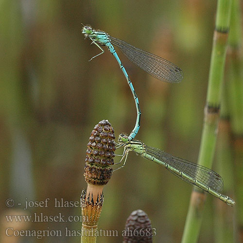 Coenagrion hastulatum Agrion hasté Speerwaterjuffer astato Speer-Azurjungfer Łątka stawowa šidélko kopovité T-flickslända Barjanski sskratec Vanlig blåvannymfe Стрелка весенняя Стрілка весняна