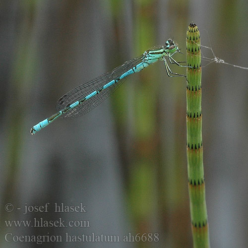 Coenagrion hastulatum Speer-Azurjungfer Łątka stawowa šidélko kopovité T-flickslända Barjanski sskratec Vanlig blåvannymfe Стрелка весенняя Стрілка весняна Northern damselfly Spearhead Bluet Spyd Vandnymfe Keihästytönkorento Agrion hasté Speerwaterjuffer Agrion astato