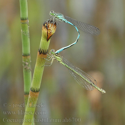 Coenagrion hastulatum šidélko kopovité T-flickslända Barjanski sskratec Vanlig blåvannymfe Стрелка весенняя Стрілка весняна Northern damselfly Spearhead Bluet Spyd Vandnymfe Keihästytönkorento Agrion hasté Speerwaterjuffer Agrion astato