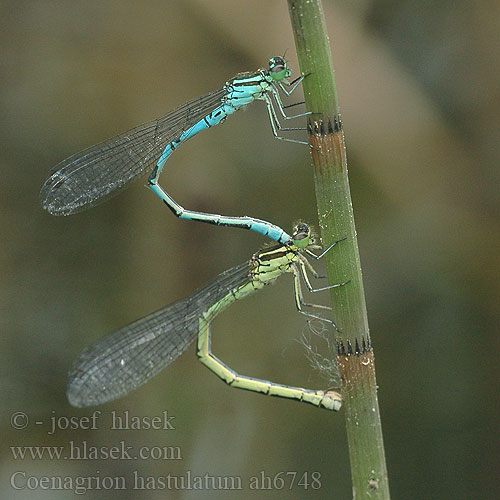 Coenagrion hastulatum Стрелка весенняя Стрілка весняна Northern damselfly Spearhead Bluet Spyd Vandnymfe Keihästytönkorento Agrion hasté Speerwaterjuffer Agrion astato Speer-Azurjungfer Łątka stawowa šidélko kopovité T-flickslända Barjanski sskratec Vanlig blåvannymfe