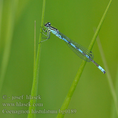 Coenagrion hastulatum Northern damselfly Spearhead Bluet Spyd Vandnymfe Keihästytönkorento Agrion hasté Speerwaterjuffer Agrion astato Speer-Azurjungfer Łątka stawowa Šidélko kopovité T-flickslända Barjanski sskratec Vanlig blåvannymfe Стрелка весенняя Стрілка весняна Lándzsás légivadász Barjanski škratec