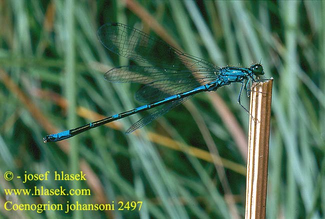 Coenagrion johanssoni Šidélko Johanssons flickslända Nordisk blåvannymfe Taigatytönkorento Agrion concinnum Nordische Azurjungfer