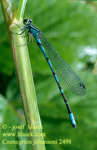 Coenagrion johansoni Agrion concinnum Nordische Azurjungfer Šidélko Johanssons flickslända Nordisk blåvannymfe Taigatytönkorento