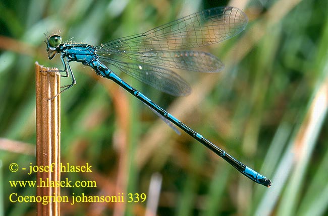 Coenagrion johanssoni Nordisk blåvannymfe Taigatytönkorento Agrion concinnum Nordische Azurjungfer Šidélko Johanssons flickslända