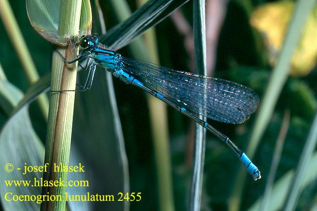 Coenagrion lunulatum 2455