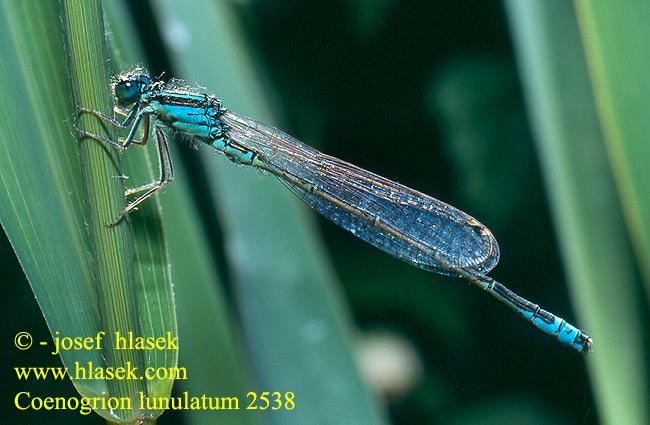 Coenagrion lunulatum Agrion lunules lunule Maanwaterjuffer Mond Azurjungfer Łątka wiosenna Šidélko jarní Månflickslända Måneblåvannymfe Стрелка весенняя Стрілка весняна Holdkék szitakötő Šotni škratec Irish damselfly Crescent Bluet Måne Vandnymfe Kuutytönkorento