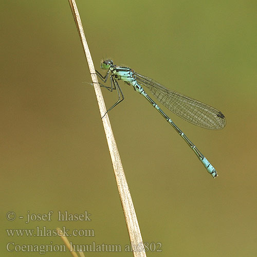 Coenagrion lunulatum ah6802