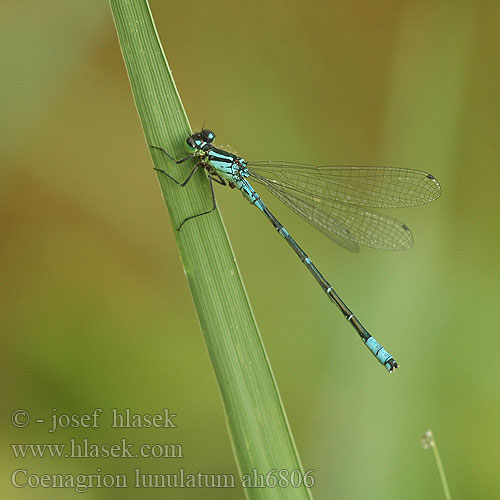 Coenagrion lunulatum ah6806