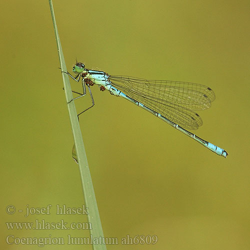 Coenagrion lunulatum ah6809