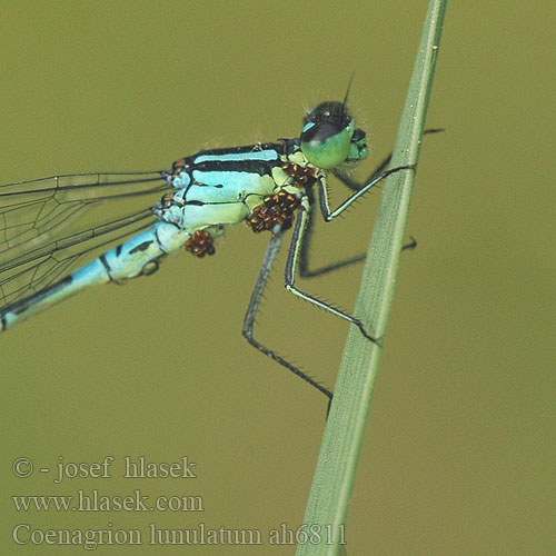 Coenagrion lunulatum šidélko jarní Månflickslända Måneblåvannymfe Стрелка весенняя Стрілка весняна Irish damselfly Crescent Bluet Måne Vandnymfe Kuutytönkorento Agrion lunules lunule Maanwaterjuffer