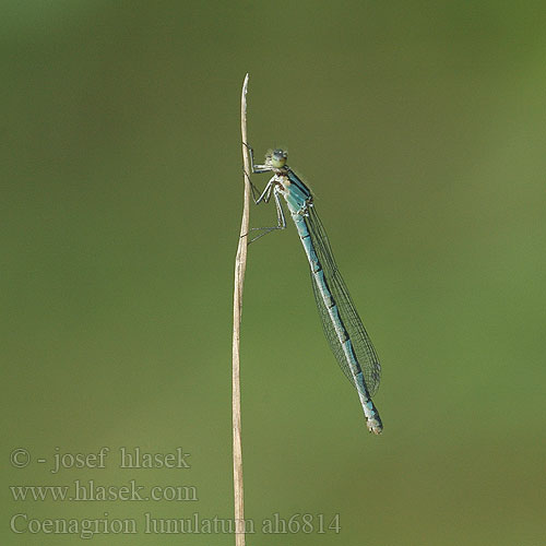 Coenagrion lunulatum Стрелка весенняя Стрілка весняна Irish damselfly Crescent Bluet Måne Vandnymfe Kuutytönkorento Agrion lunules lunule Maanwaterjuffer Mond Azurjungfer Łątka wiosenna šidélko jarní Månflickslända Måneblåvannymfe