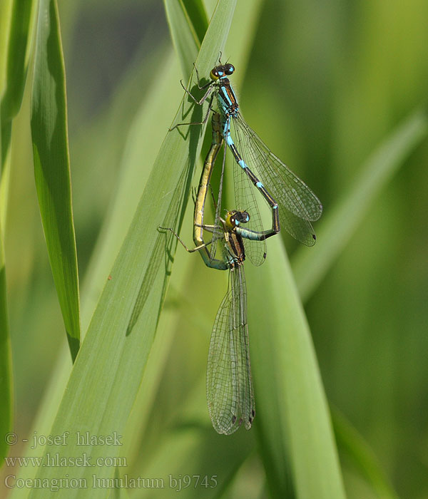 Irish damselfly Crescent Bluet Måne Vandnymfe Kuutytönkorento Agrion lunules lunule Maanwaterjuffer Mond Azurjungfer Łątka wiosenna šidélko jarní Månflickslända Måneblåvannymfe Coenagrion lunulatum Стрелка весенняя Стрілка весняна