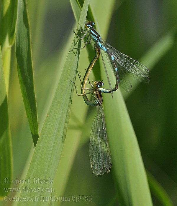 Agrion lunules lunule Maanwaterjuffer Mond Azurjungfer Łątka wiosenna šidélko jarní Månflickslända Måneblåvannymfe Coenagrion lunulatum Стрелка весенняя Стрілка весняна Irish damselfly Crescent Bluet Måne Vandnymfe Kuutytönkorento