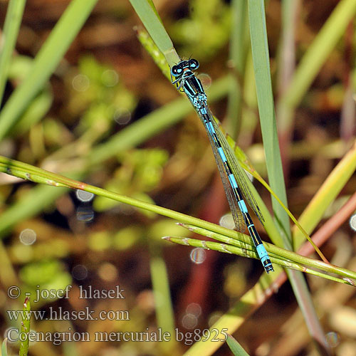 Coenagrion mercuriale Southern Damselfly Agrion Mercure Helm-Azurjungfer Mercuurwaterjuffer Déli légivadász Стрелка южная