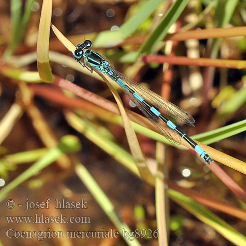 Southern Damselfly Agrion Mercure Helm-Azurjungfer Mercuurwaterjuffer Déli légivadász Стрелка южная Coenagrion mercuriale