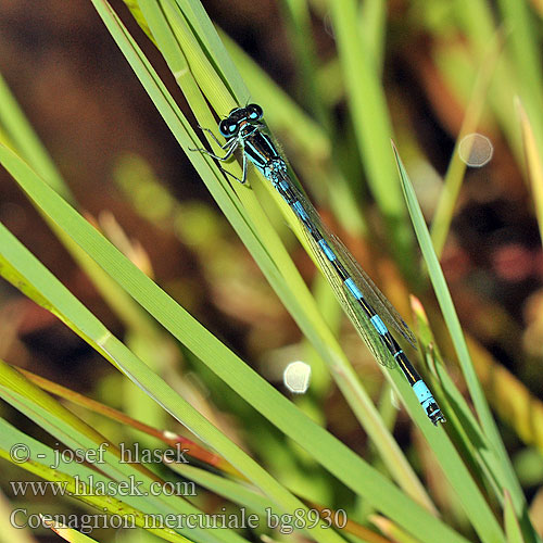 Agrion Mercure Helm-Azurjungfer Mercuurwaterjuffer Déli légivadász Стрелка южная Coenagrion mercuriale Southern Damselfly