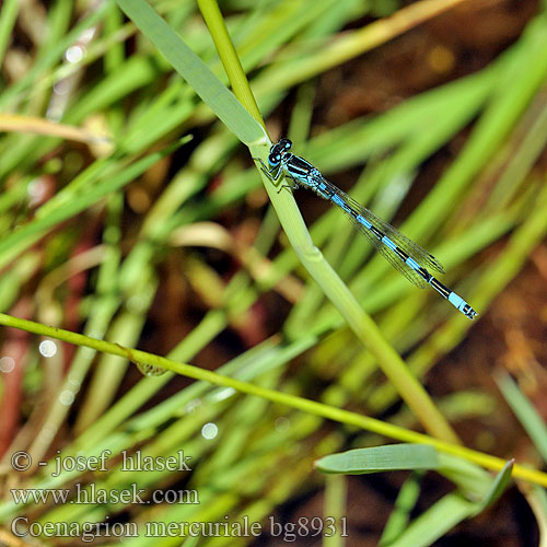 Helm-Azurjungfer Mercuurwaterjuffer Déli légivadász Стрелка южная Coenagrion mercuriale Southern Damselfly Agrion Mercure