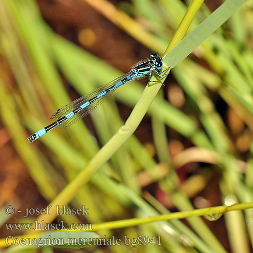 Mercuurwaterjuffer Déli légivadász Стрелка южная Coenagrion mercuriale Southern Damselfly Agrion Mercure Helm-Azurjungfer