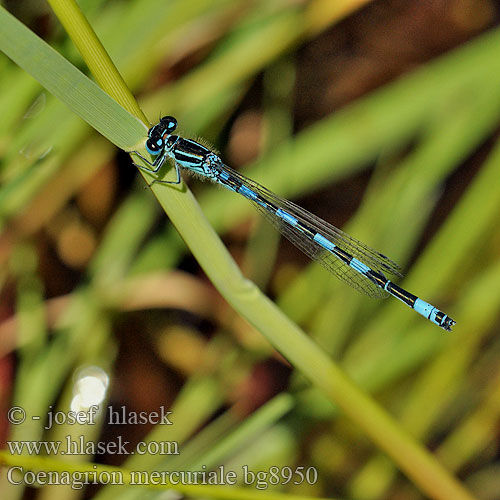 Déli légivadász Стрелка южная Coenagrion mercuriale Southern Damselfly Agrion Mercure Helm-Azurjungfer Mercuurwaterjuffer