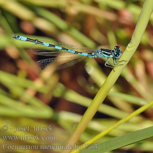 Coenagrion mercuriale Southern Damselfly Agrion Mercure Helm-Azurjungfer Mercuurwaterjuffer Déli légivadász Стрелка южная