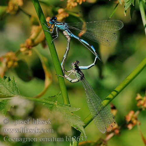 Coenagrion ornatum bh2637